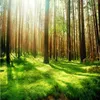 Пользовательские Mural Green Forest Big Tree 3D Природа Пейзаж Водонепроницаемый Стена Картина Ресторан Гостиная Спальня Фото обои