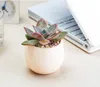 Colorful Mini Plastic Planter Pots Perfect Succulents Flower plant container Reusable Herb Bed | Kraflo Graden
