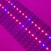 LED Grow Lights DC12V 5050 SMD 60LEDS 1M LED Pasek Sztywny Taśmy Red Blue Do Aquarium Green House Hydroponic