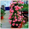 100 pcs bonsaï escalade géranium fleur, fleur de pélargonium, cour balcon plante extérieure pour maison de maison facile à cultiver la croissance naturelle variété de couleurs fraîches