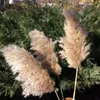 20 stjälkar Pampas gräsbukett torkat blomma bröllop Använd juldekor Konstgjorda blommor Fall Decoration9882187