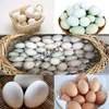 Small scale egg washer egg cleaner goose egg cleaning machine with low price Poultry cleaning machine