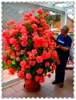 100 pcs bonsaï escalade géranium fleur, fleur de pélargonium, cour balcon plante extérieure pour maison de maison facile à cultiver la croissance naturelle variété de couleurs fraîches