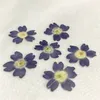 Original Color Verbena 2020 Handmade floral pressed flower for specimen whole shipment 120 pcs Y1128316M