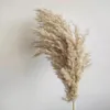 20 łodygi Rozmiar M Lekkie Colordried Flower Real Suszone Pampas Grass Bukiet Wesele Dekoracje Naturalne Rośliny Home Dekoracja Puszysta Reed