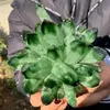 New Find Find Green Phantom Quartz Crystal Cluster Cluster Entermen Healing269z