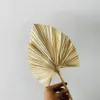 5pcs / lot, torkade naturliga palmblad, DIY äkta display palmfläktblad för konstmur hängande bröllopsfest ordna blommor dekoration y1128