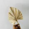 5pcslotDried Natural Palm LeavesDiy Real Display Palm Fan Leaf för Art Wall Hanging Wedding Party Arrange Flowers Decoration Y18559944