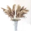 20pcs 원시 색상 3 종류의 식물 팜파스 잔디 phragmitesreedbulrush 꽃 communis 웨딩 꽃 무리 201222