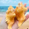 Conchiglie di mare conchiglie per feste a tema spiaggia matrimoni fai da te artigianato candela per le vasche per le vasche per la casa decorazioni cymatium gastropod h jllyjc