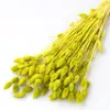 80pcs Dried Phalaris flower (preserved) White Pink Green-Yellow Dried flower Natural Plant Wedding decor home decor dried grass