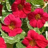Gartendekorationen 50 stücke Nasturtium Blumensamen Bonsai Seltene Pflanze Für Home Courtyard Pflanzung Strahlenschutz Vielzahl von Farben