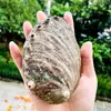 Dekoracje 10 12cm naturalna skorupa abalone duże skorupy morskie morskie wystrój domu mydło