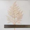 10pcsnaturalフレッシュ保存されたスモールミドルサイズのフィドルヘッドファーンセットの花の結婚式のための家の装飾アクセサリーy118451254