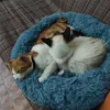 Ronde lange pluche kennel katten huis super zachte katoenen mat sofa chihuahua dieren huisdier voor kat hond bed 201223
