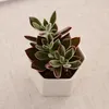 Pots de bonsaï en céramique, mini pots de fleurs en porcelaine blanche, fournisseurs pour l'ensemencement de succulentes jardinières de pépinière d'intérieur, DBC BH43925305