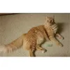 USD0.19 / PC PET широкий прочный тяжелый датчик пластиковые красочные пружины игрушки кошек игральные игрушки для котенка 100 шт. / Лот 201217