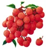 Forniture da giardino Lychee Sottoscopico Startopal Frutta Semi di frutta Litchi Semi di Litchi Plant Bonsai Raro Cibo commestibile dolce per fai da te Casa 20 pz / borsa 9291