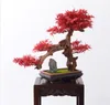 Jardin familial Villa Villa Bonsaï Jardin privé Bonsaï Bonsaï Jardin Fleur Bonsai56699635