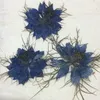 Bir sis çiçekler içinde aşk üreticileri promosyon mum / imi dekorasyon için kuru baskı çiçekler ücretsiz gönderi T200519