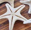 Estrela do mar Ocean Mar Mar Natural Parte de Casamento Tropical Parede Home Decoração Venda Quente 2 6qm UU