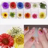 Nail Torkad Blommor 3D Nail Art Sticker för Tips Manikyr Inredning Blandade Tillbehör Nail Flower Decorators for Salon