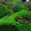 Växtbehållare rent verktyg våg sax böjd vatten akvarium rostfritt stål vatten gräs vattenweed Clipper Tesoura 20220110 Q2