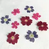 O original Color Verbena 2020 Flor Floral Pressionada para Amostra de Espécime 120 PCs Y11282980045
