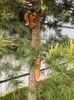 الإبداعية الراتنج السنجاب حديقة الديكور المنزل الملحقات في الهواء الطلق محاكاة الحيوان الحلي الجنية حديقة المنمنمات