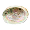 Decorations 10 12cm Natural Abalone Shell Large Sea Shells Nautical Home Decor Soap Dish Diy Fish Tank Aquarium Landscape Wedding Decor H jllYHU