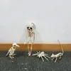 Skelet Raven100% Plastic Animal Skeleton Bones voor Horror Halloween Decoratie 200929