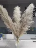 80cm Natural Reed Pampas grass large Dried Flower Wedding Flower Ceremony Decoration Modern Home Decoration Fast C12038981119