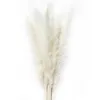 15Pcs Natural Dried Small Pampas Grass Phragmites Artificial Plants Wedding Flower Bunch for Home Decor Fake Flo LB9725412