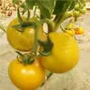 100ピースレインボージューシートマトフラワーシードパティオ芝生用品盆栽植物おいしいおいしい新鮮な有機ノンGMO発芽率95％自然成長