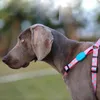 Profusion Series Pet Dog Harness Collar Printed Colorful Chest Back Adjustable Soft Durable Dogs Harnesses for Small Medium Dogs 201101