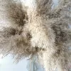 Decorative Flowers & Wreaths 10pc/20pcs Real Pampas Grass Decor Natural Dried Plants Wedding Dry Flower Bouquet Christmas Holiday Home