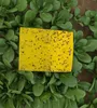 Fournitures de jardin Pièges à mouches collants double face jaunes pour insectes végétaux comme les pucerons, les moucherons, les mineurs de feuilles et les mouches blanches, comprennent des attaches torsadées, paquet de 20