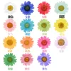 120st Pressed Press Torked Daisy Dry Flower Plants for Epoxy Harts Pendant Halsband smycken Making Craft Diy Accessories Q1126195Q