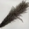 Decorative Flowers & Wreaths Natural Artificial Pampas Grass Decor Large Real Dried Reed Bouquet Elegant Home Wedding Venue Layout Decoratio