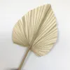 5 Teile/los, Getrocknete Natürliche Palm blätter, DIY echte display Palm Fan Blatt Für Kunst Wand Hängen Hochzeit Party arrangieren blumen Dekoration