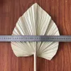 5pcslotDried Natural Palm LeavesDiy Real Display Palm Fan Leaf för Art Wall Hanging Wedding Party Arrange Flowers Decoration Y18559944