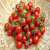 100ピースレインボージューシートマトフラワーシードパティオ芝生用品盆栽植物おいしいおいしい新鮮な有機ノンGMO発芽率95％自然成長