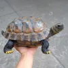 Resin simulation turtle tortoise animal ornaments garden garden pool garden decoration home furnishings A313 T2007095639270