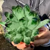 New Find Find Green Phantom Quartz Crystal Cluster Cluster Entermen Healing269z