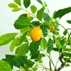 装飾的な花の花輪のシミュレーションの植物の木人工的な鉢植えのプラスチック盆栽黄色のオレンジの果実居間のための屋内装飾