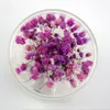 Gypsophila الزهور في الزجاج قبة المجففة الجبسوفيلية الحفاظ على زهرة الخالدة لعيد عيد الحب هدية عيد 9 ألوان