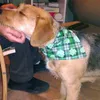 St Patrick's Day Dog Bandana Shamrock Kerchief Triangle Bibs Scarf Tillbehör till hundar Katter Husdjur Djur JK2012XB