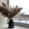 20 łodygi Rozmiar M Lekkie Colordried Flower Real Suszone Pampas Grass Bukiet Wesele Dekoracje Naturalne Rośliny Home Dekoracja Puszysta Reed