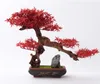 Jardin familial Villa Villa Bonsaï Jardin privé Bonsaï Bonsaï Jardin Fleur Bonsai32685314