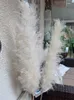 80cm Natural Reed Pampas grass large Dried Flower Wedding Flower Ceremony Decoration Modern Home Decoration Fast C12038981119